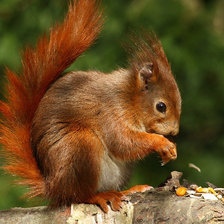 Схема вышивки «серия "животные"»
