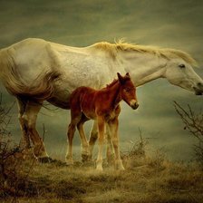 Схема вышивки «серия "животные"»