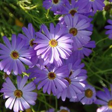 Схема вышивки «Цветочная подушка»