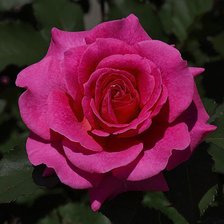 Схема вышивки «Роза»