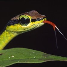 Схема вышивки «Змейка»