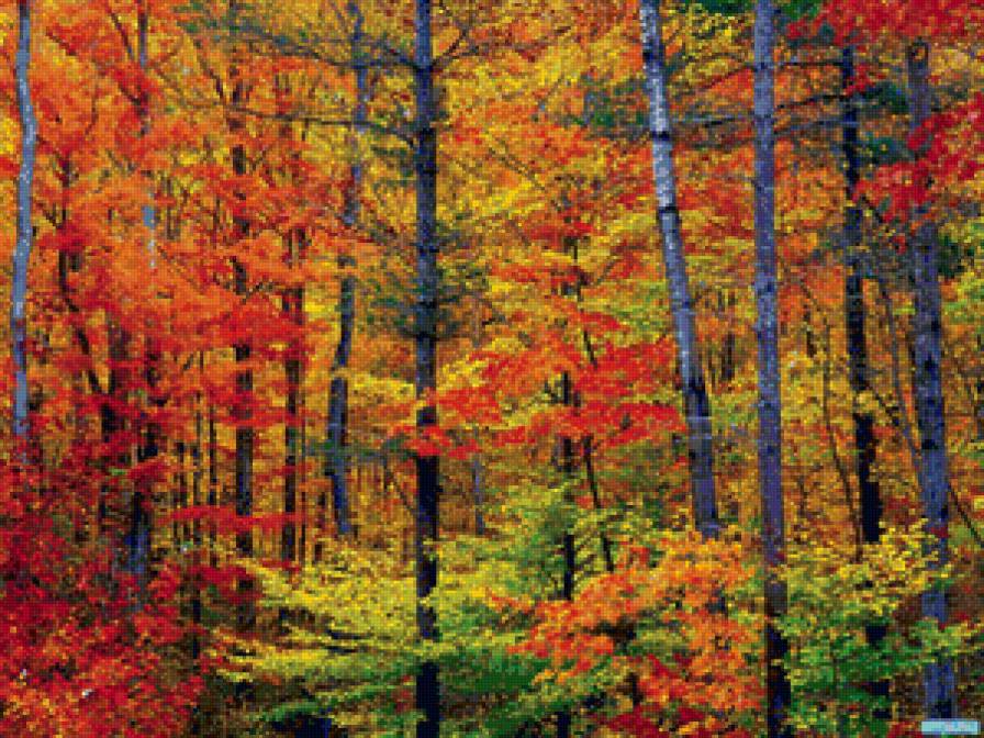 Багрянец - лес, природа, осень - предпросмотр