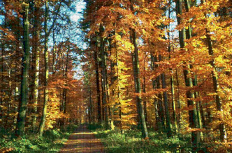 Осенняя тропа - природа, осень, лес, пейзаж - предпросмотр