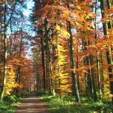 Схема вышивки «Осенняя тропа»