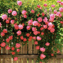 любимые розы 5