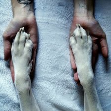 Схема вышивки «Собака - друг человека»