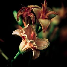 Схема вышивки «№75375»