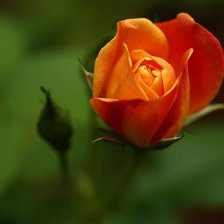 Схема вышивки «№75380»