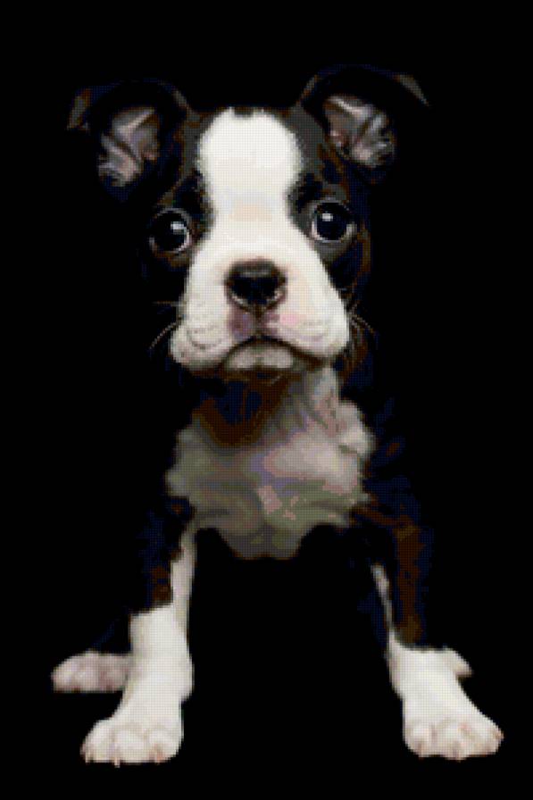 №75381 - собаки, животные, картина - предпросмотр