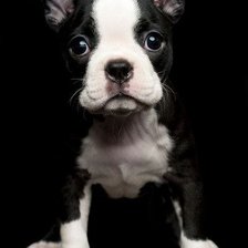 Схема вышивки «№75381»