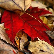 Схема вышивки «№75434»