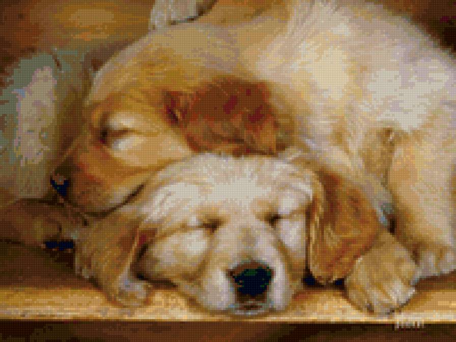 тихий час - собаки, животные - предпросмотр