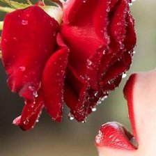 Схема вышивки «волнующий аромат»