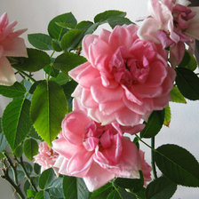 Схема вышивки «№75476»