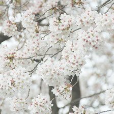 Схема вышивки «№75503»