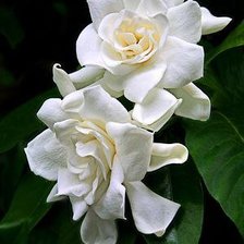 Схема вышивки «№75508»