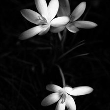 Схема вышивки «№75511»