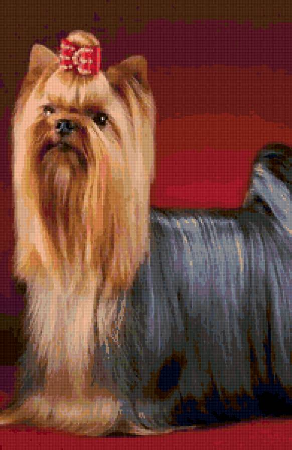 №75513 - собаки, животные, картина - предпросмотр