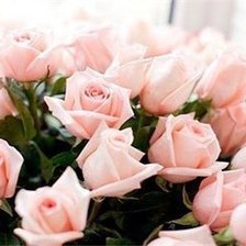 Схема вышивки «Розовые розы»