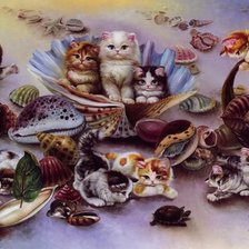 котята и ракушки