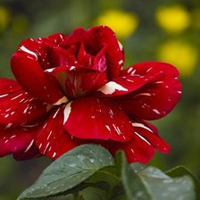 Схема вышивки «Роза»