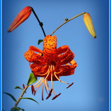 Схема вышивки «Царские кудри»