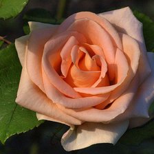 Схема вышивки «Роза»