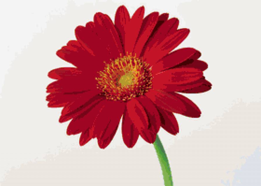 красная гербера - цветы, гербера - предпросмотр