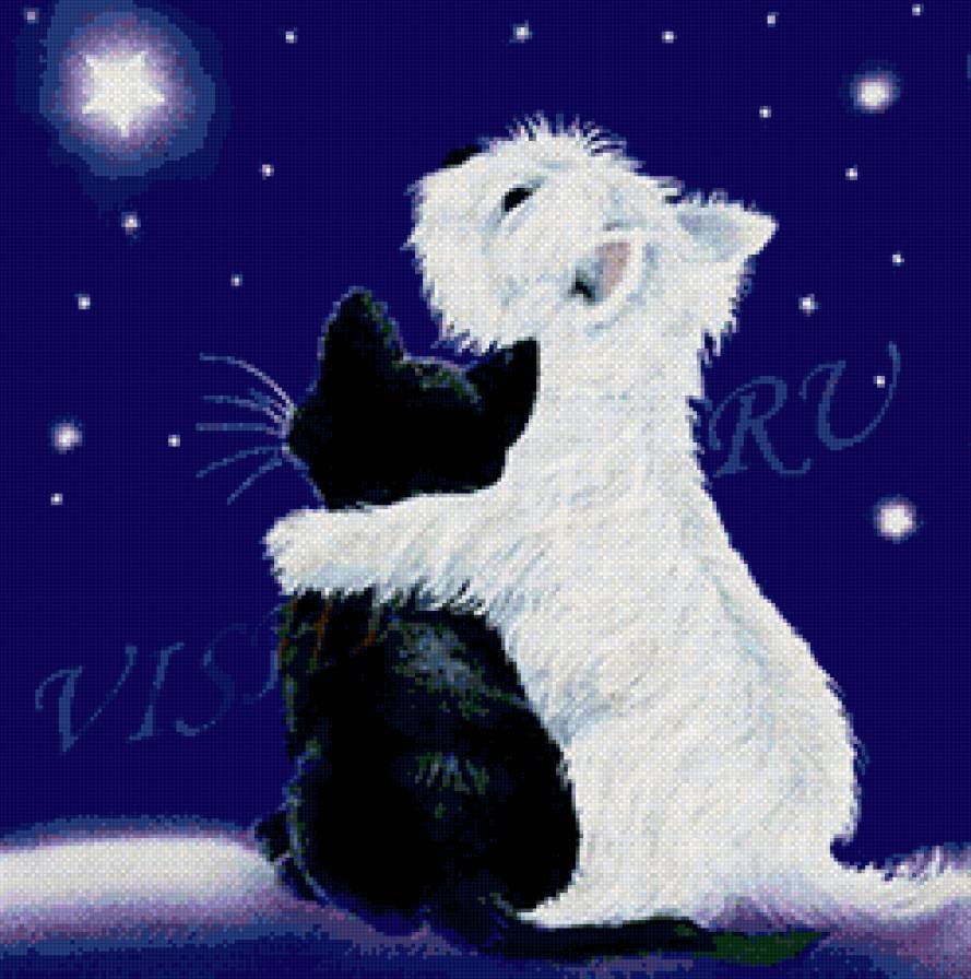 Загадай желание - ночь, животные, звезды, кошка, собака, небо - предпросмотр