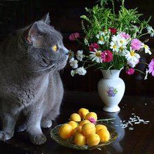 Схема вышивки «натюрморт с котом»