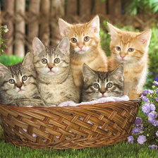 Схема вышивки «Котята-ребята»