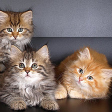 Схема вышивки «Котята№2»