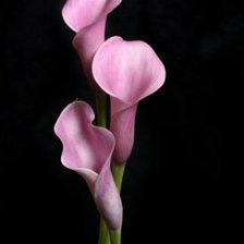 Схема вышивки «Розовый на чёрном»