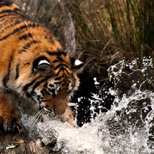 Схема вышивки «тигр»