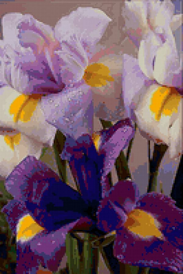 ирисы касатики - бутон, ирис, цветы - предпросмотр