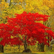 Схема вышивки «золотая осень»