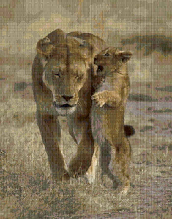 львы - львица, лев - предпросмотр