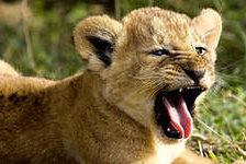 Схема вышивки «львёнок»