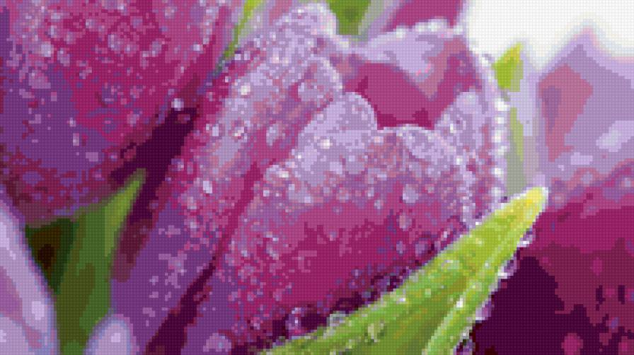 крокусы - цветы - предпросмотр