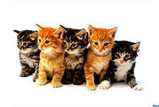 Схема вышивки «усатые-полосатые»