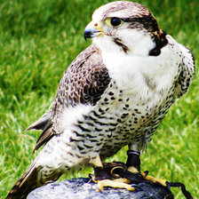 Схема вышивки «сокол»