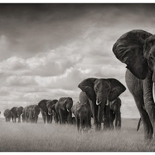 Схема вышивки «стадо слонов»