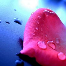 Схема вышивки «лепесток с каплями росы»