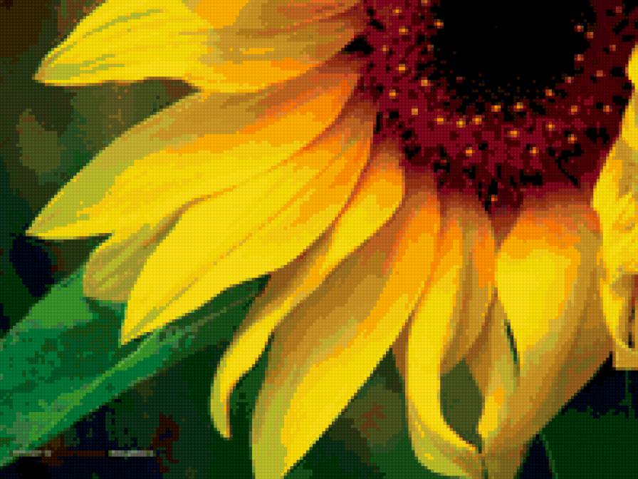 подсолнух - цветы, подсолнух - предпросмотр