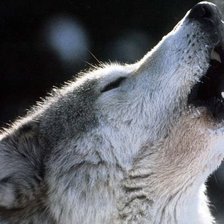 Схема вышивки «Волк»