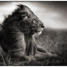 Схема вышивки «Лев»