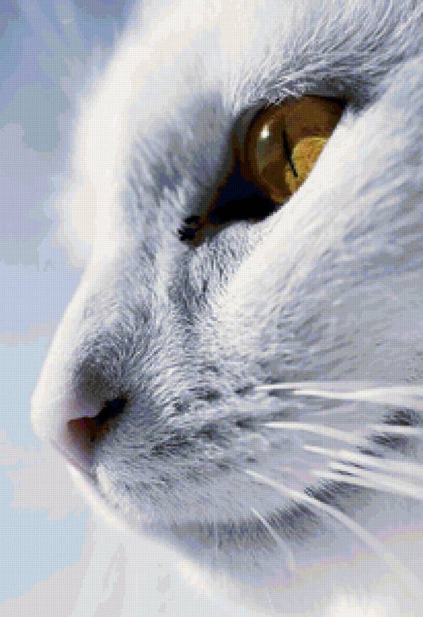 Белый кот - белый кот - предпросмотр