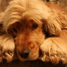 Схема вышивки «Кокер Нюся»