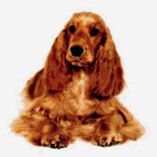 Схема вышивки «Кокер»