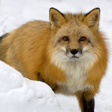 Схема вышивки «лиса»